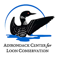 Adirondack Center for Loon Conservation logo
